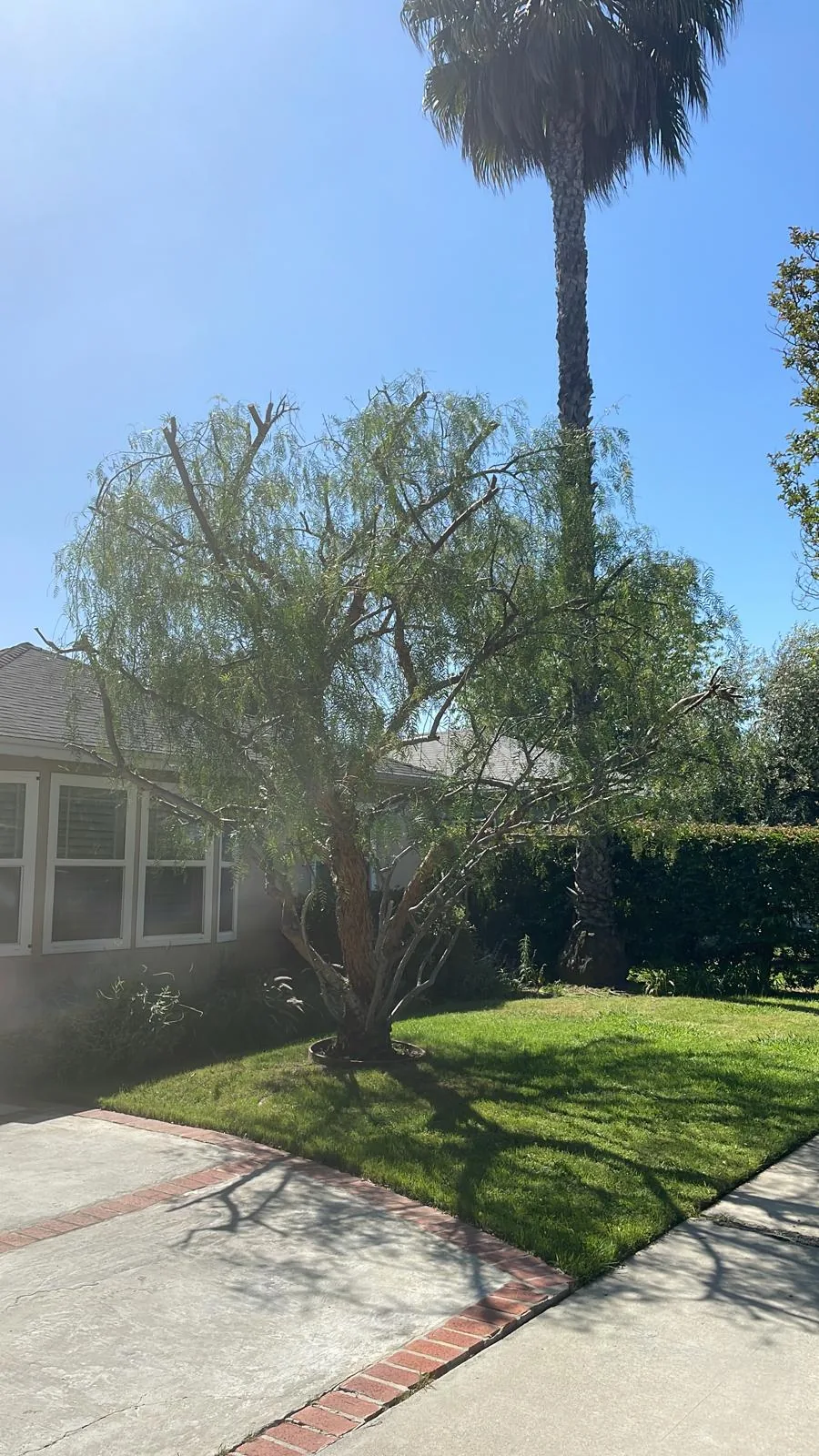 California pepper tree lifted and thinned off the window line, with the fan palm behind it cleaned of dead fronds.