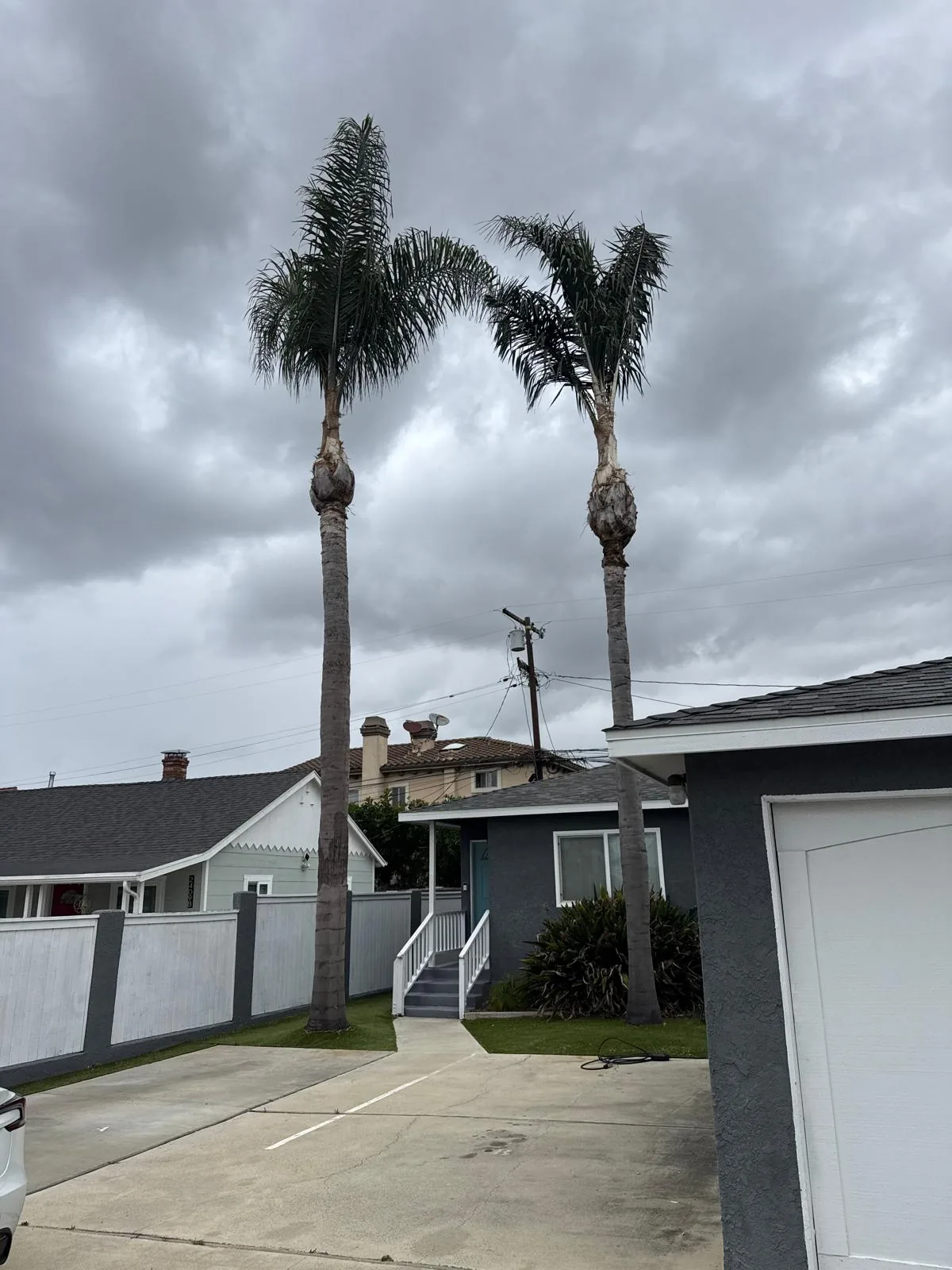 Pair of queen palms trimmed of dead fronds and seed pods above a driveway and service line.