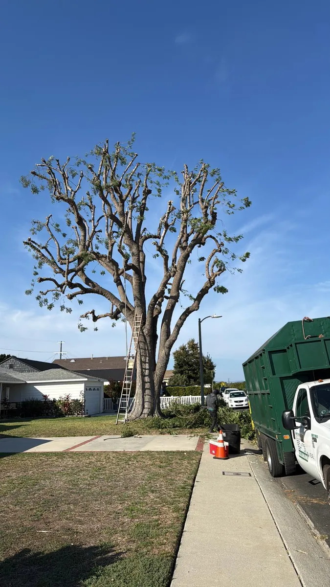 Tree service work by Jesús Tree Care in Los Angeles