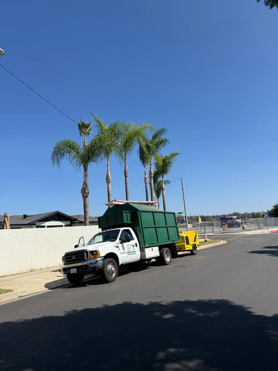 Tree service work by Jesús Tree Care in Los Angeles