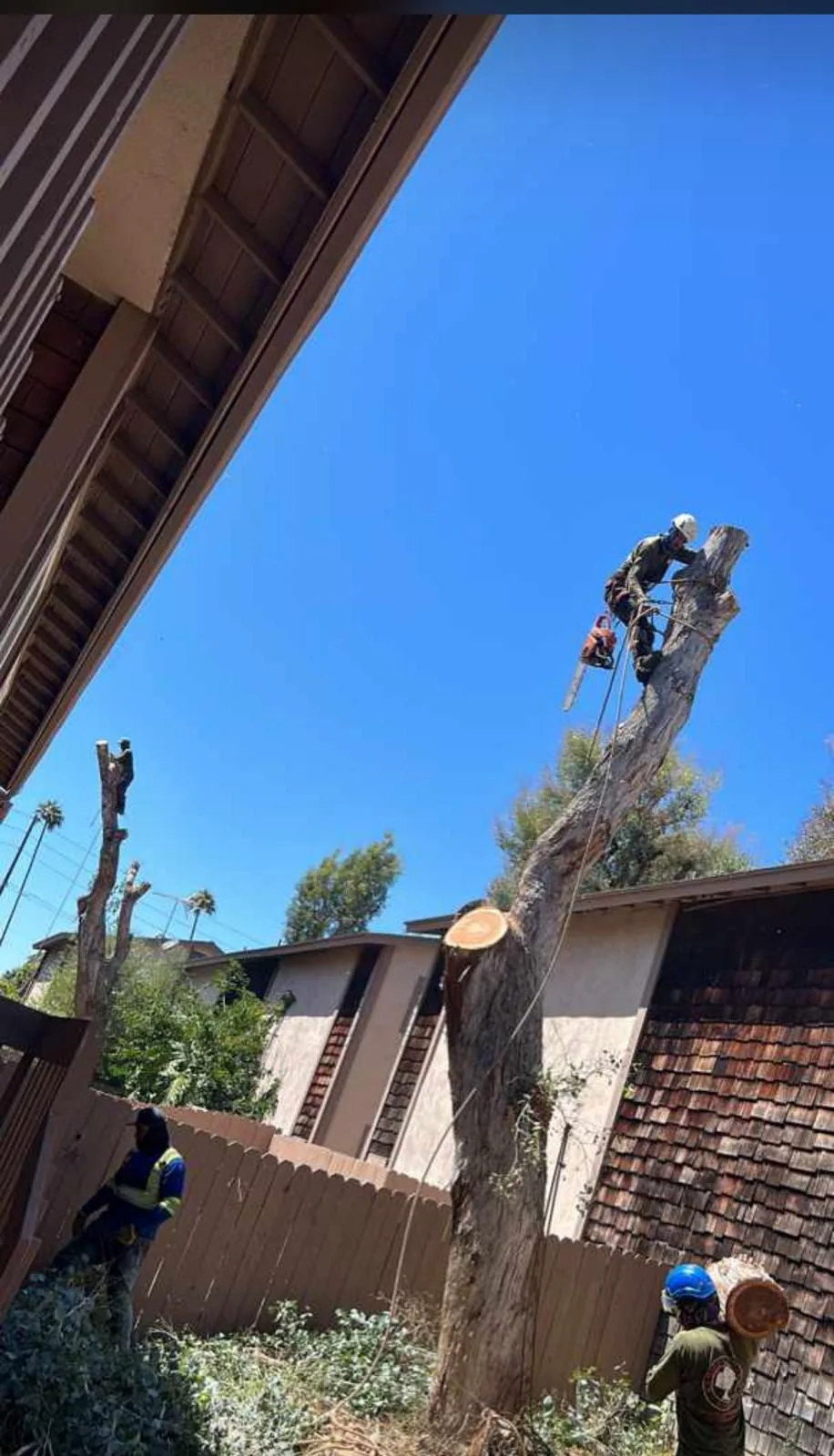 Climber roped into a crown, taking a limb off in sections