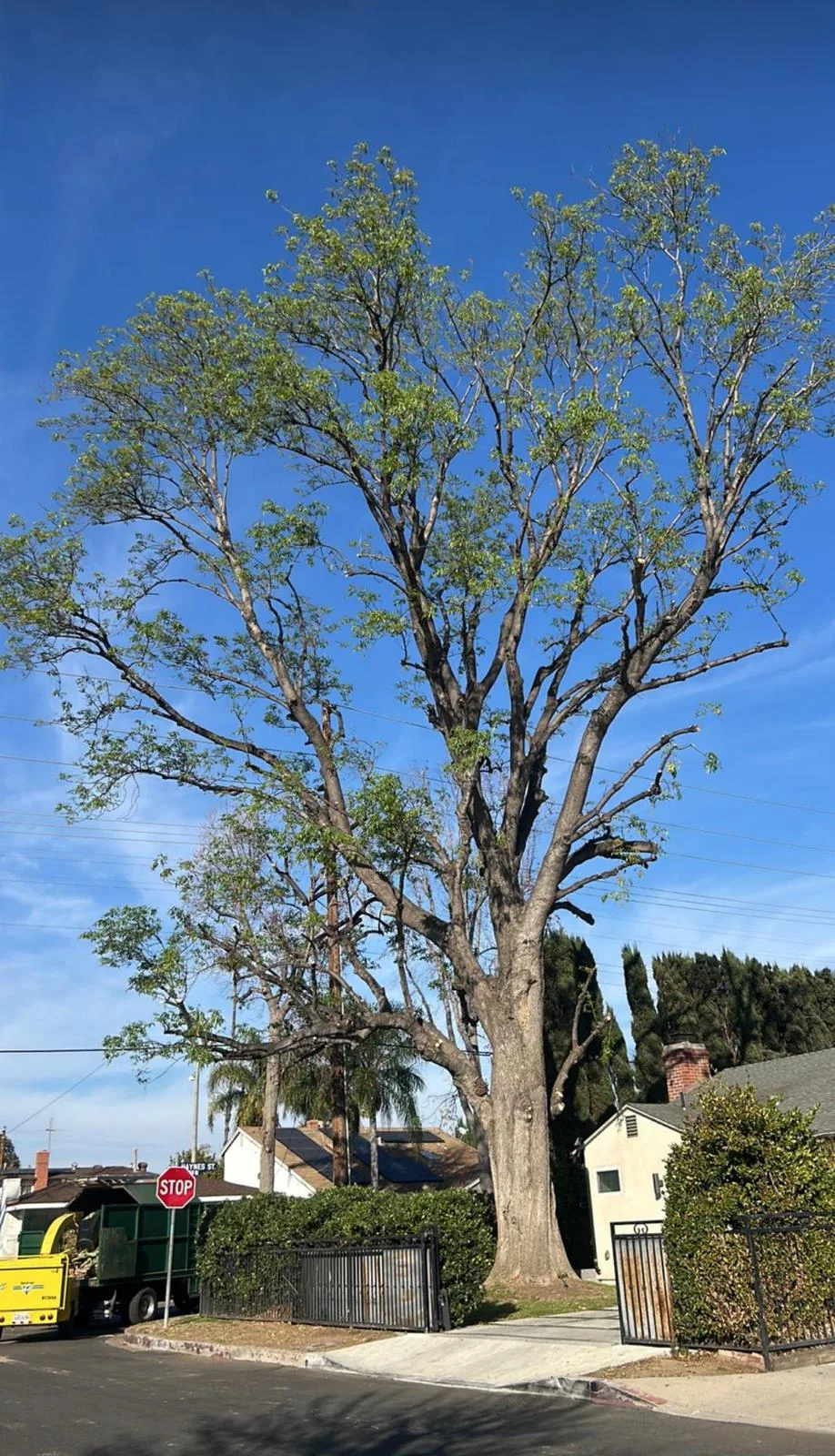 Limbs pulled back off a roofline and a driveway
