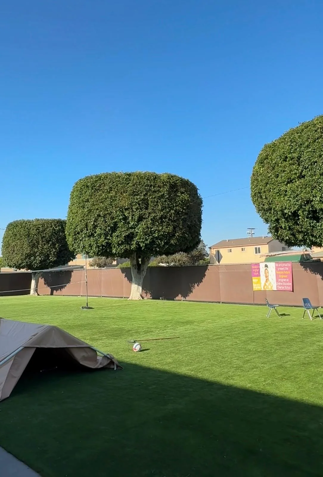 Large shade tree thinned back over a front yard